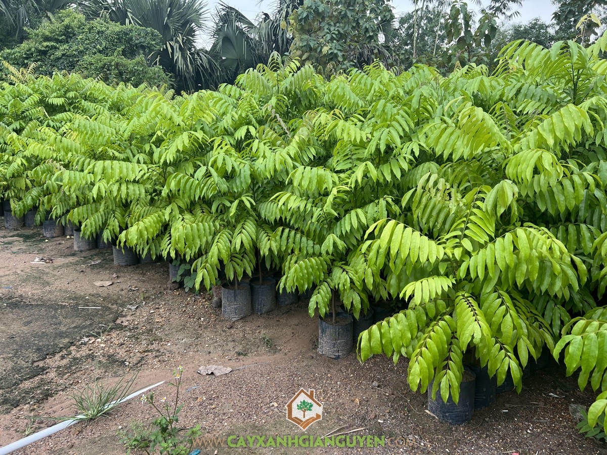 Kỹ thuật trồng Cây Sấu, Trồng Cây Sấu, Cây Sấu, Cách trồng Cây Sấu, Chọn giống Cây Sấu, Xu hướng trồng Cây Sấu trong sân vườn