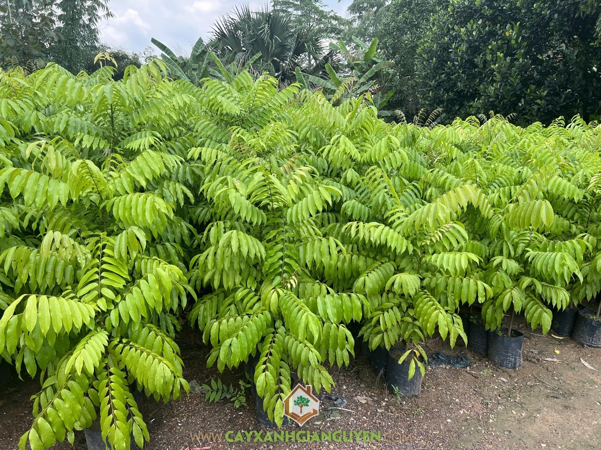 Kỹ thuật trồng Cây Sấu, Trồng Cây Sấu, Cây Sấu, Cách trồng Cây Sấu, Chọn giống Cây Sấu, Xu hướng trồng Cây Sấu trong sân vườn