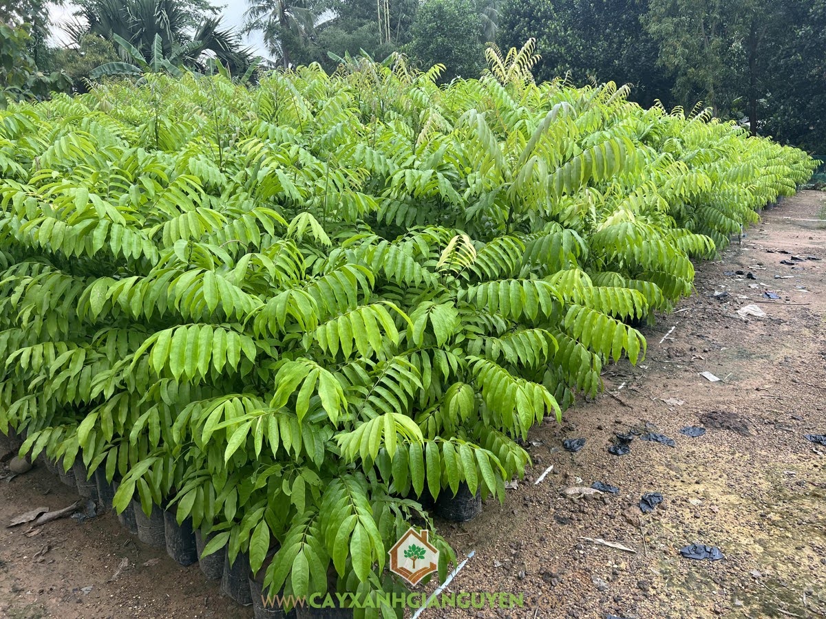 Trồng Cây Sấu, Gỗ Cây Sấu, Gỗ Cây Sấu dùng làm gì, Cây Sấu, Giá Gỗ Cây Sấu, Trồng Sấu