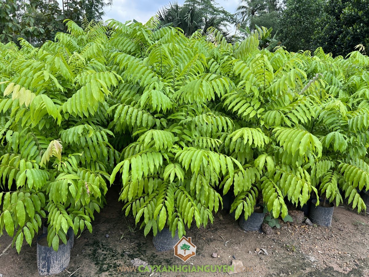 Trồng Cây Sấu, Gỗ Cây Sấu, Gỗ Cây Sấu dùng làm gì, Cây Sấu, Giá Gỗ Cây Sấu, Trồng Sấu