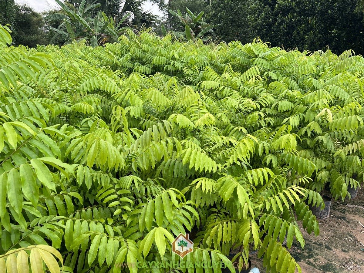 Trồng Cây Sấu, Gỗ Cây Sấu, Gỗ Cây Sấu dùng làm gì, Cây Sấu, Giá Gỗ Cây Sấu, Trồng Sấu