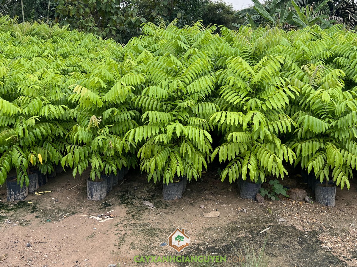 Kỹ thuật trồng Cây Sấu, Trồng Cây Sấu, Cây Sấu, Cách trồng Cây Sấu, Chọn giống Cây Sấu, Xu hướng trồng Cây Sấu trong sân vườn