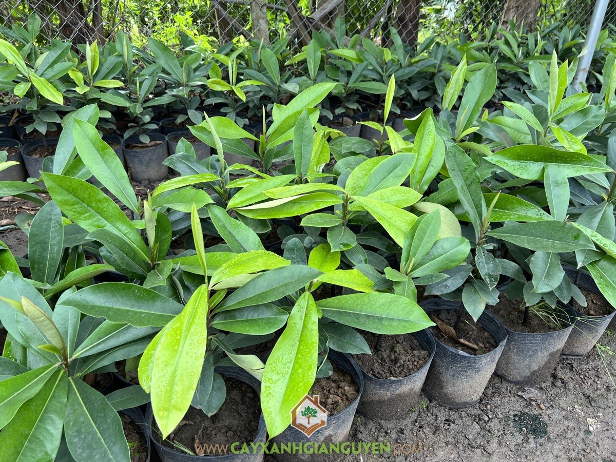 Đào Hồng Nhung, Cây Đào Hồng Nhung,  Rệp hại Đào Hồng Nhung, Cách phòng trừ Rệp trên Cây Hồng Nhung, Cách phòng trừ bệnh Nhện Đỏ, cách phòng trị bệnh trên Cây Đào Hồng Nhung