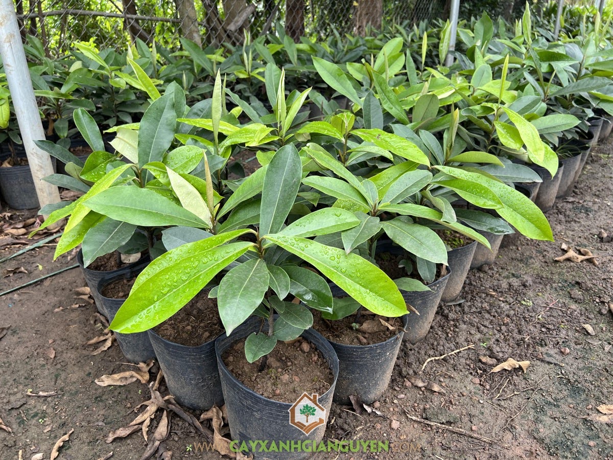 Đào Hồng Nhung, Cây Đào Hồng Nhung,  Rệp hại Đào Hồng Nhung, Cách phòng trừ Rệp trên Cây Hồng Nhung, Cách phòng trừ bệnh Nhện Đỏ, cách phòng trị bệnh trên Cây Đào Hồng Nhung