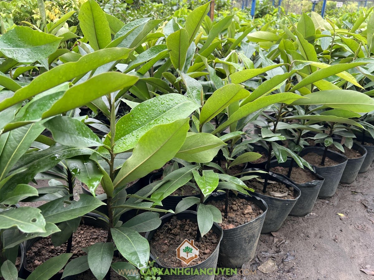 Đào Hồng Nhung, Cây Đào Hồng Nhung,  Rệp hại Đào Hồng Nhung, Cách phòng trừ Rệp trên Cây Hồng Nhung, Cách phòng trừ bệnh Nhện Đỏ, cách phòng trị bệnh trên Cây Đào Hồng Nhung