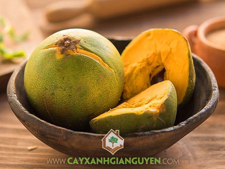 Cây Lê Ki Ma, Cây Trứng Gà, Cây Lekima, Cây Lê Ki Ma có tác dụng gì, Quả Lê Ki Ma, Hoa Lê Ki Ma