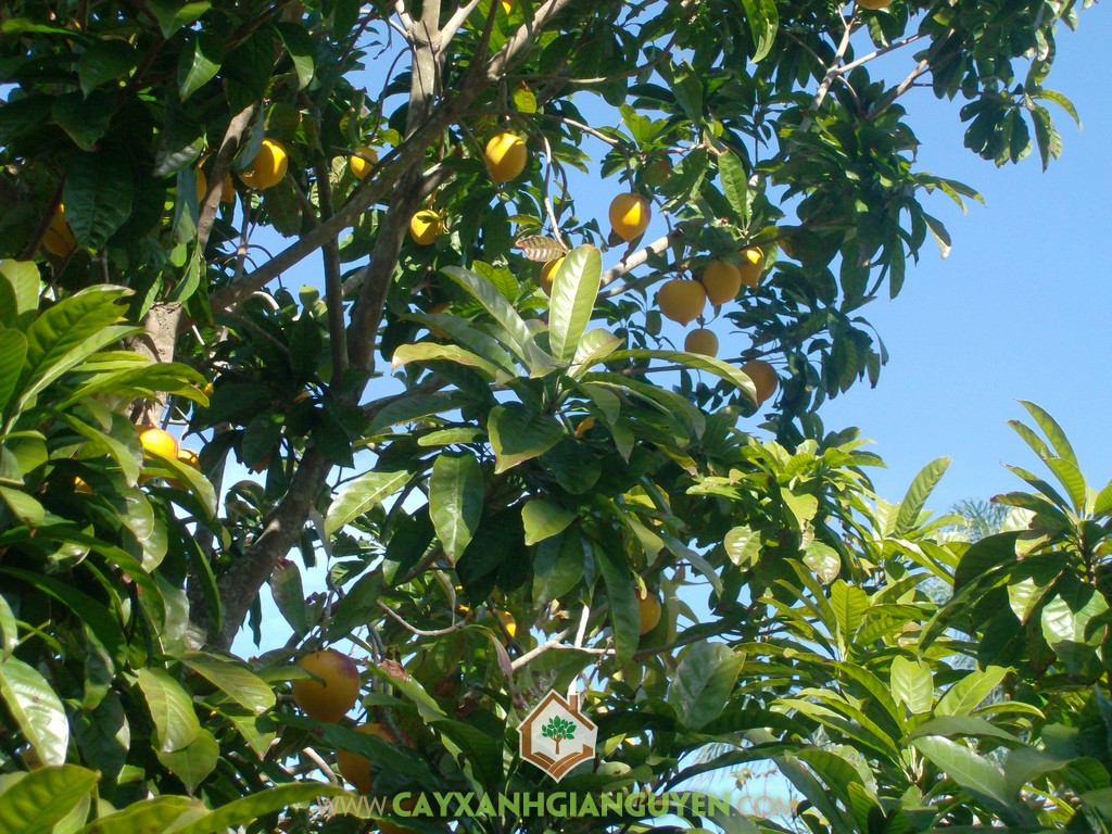 Cây Lê Ki Ma, Lê Ki Ma, Cây Ăn Quả, Cây Trứng Gà, Kinh nghiệm trồng Cây Lê Ki Ma, Trồng Cây Lê Ki Ma