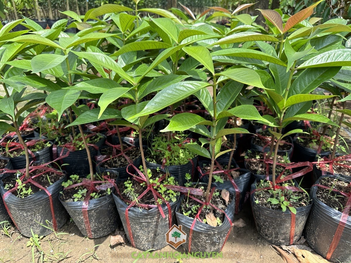 Mận Điều Đỏ, Mận Điều, Syzygium malaccense, Mận, Cây Mận