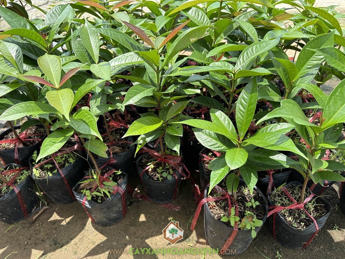 Mận Điều Đỏ, Mận Điều, Syzygium malaccense, Mận, Cây Mận