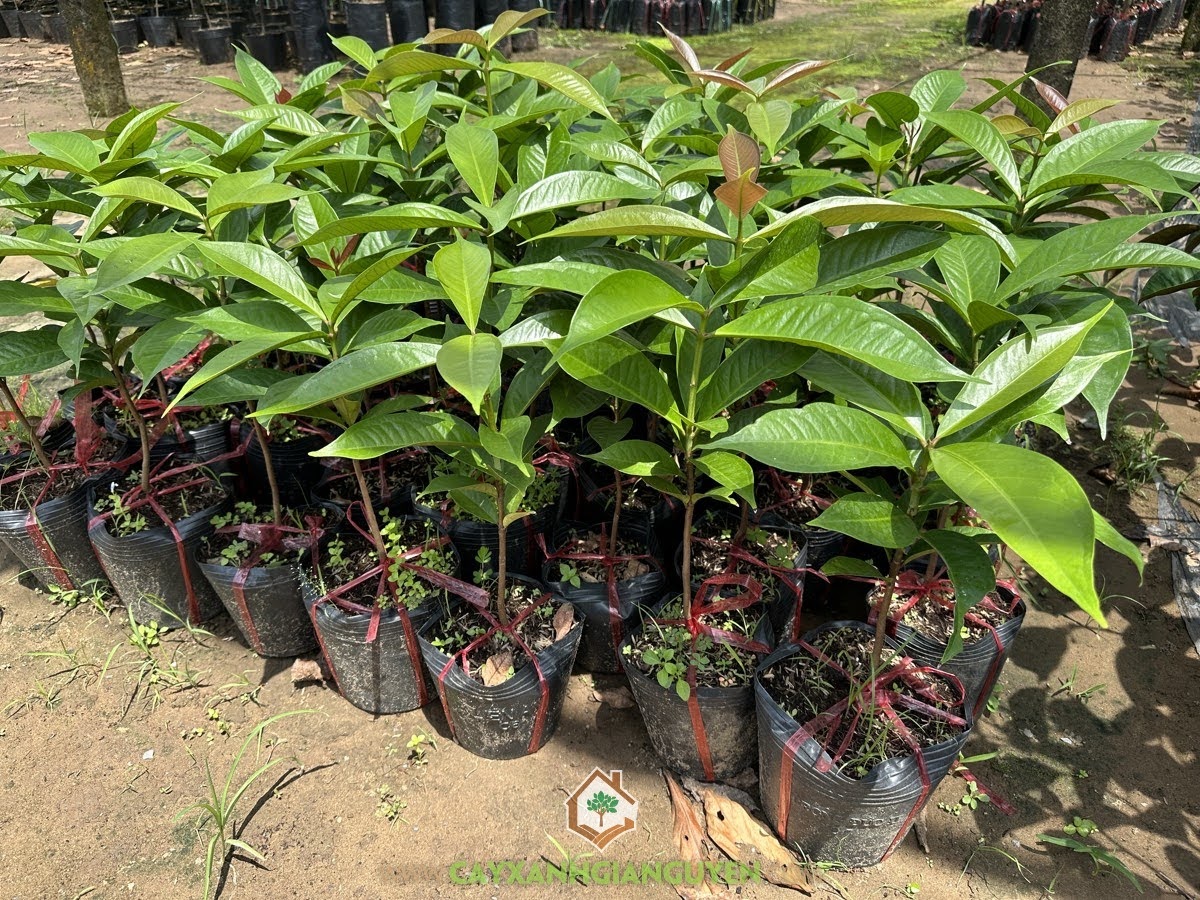 Mận Điều Đỏ, Mận Điều, Syzygium malaccense, Mận, Cây Mận