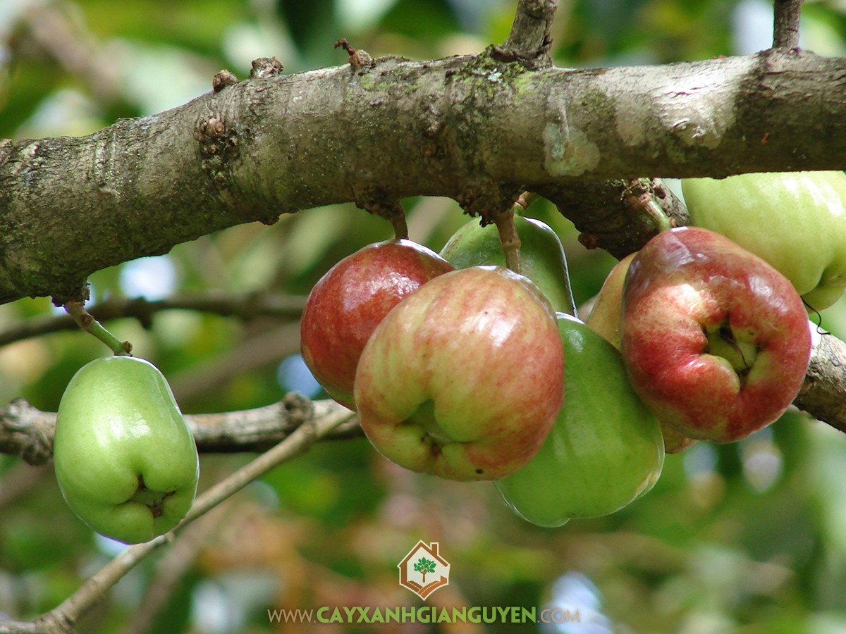 Mận Điều Đỏ, Mận Điều, Syzygium malaccense, Mận, Cây Mận