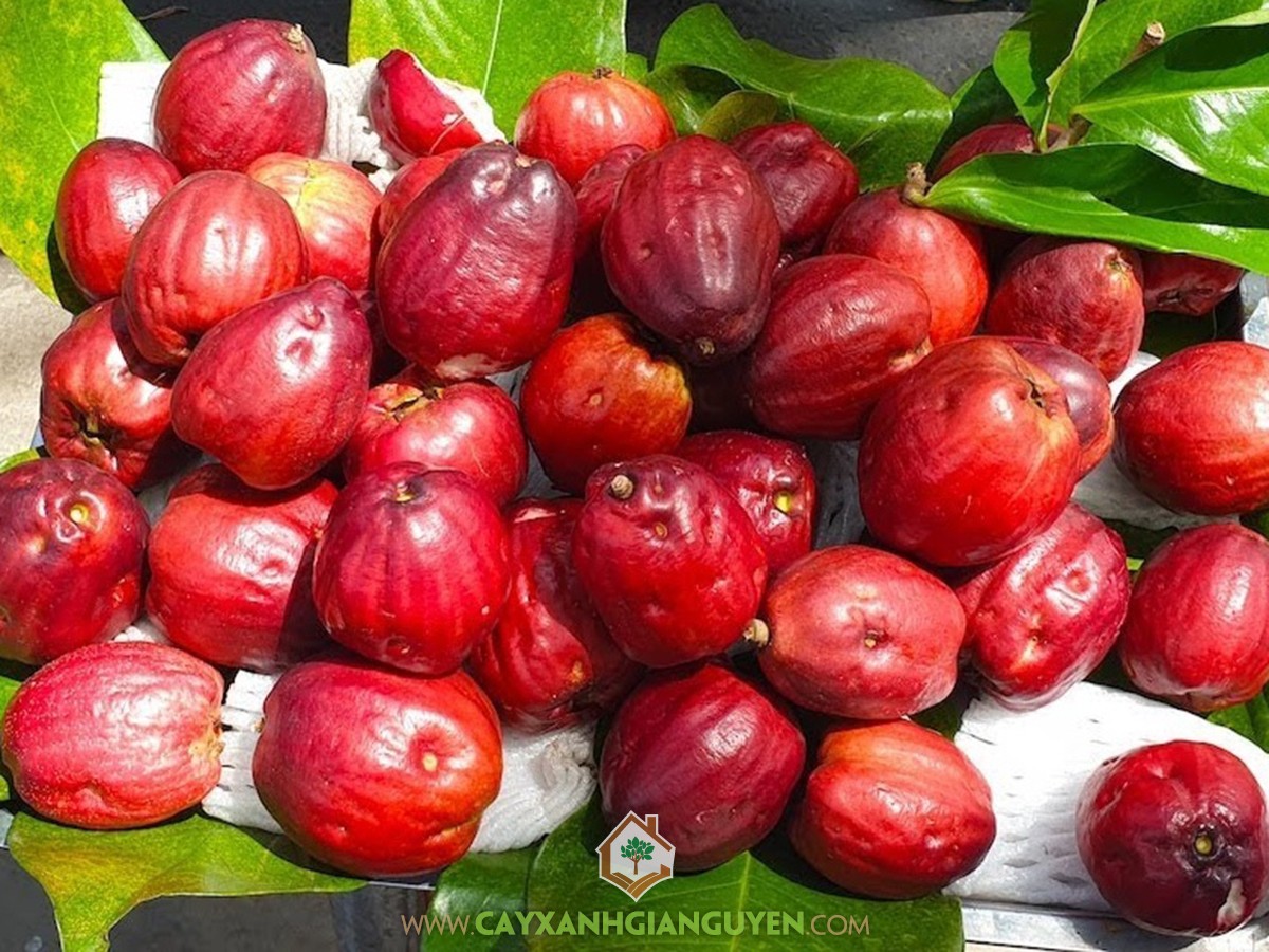 Mận Điều Đỏ, Mận Điều, Syzygium malaccense, Mận, Cây Mận