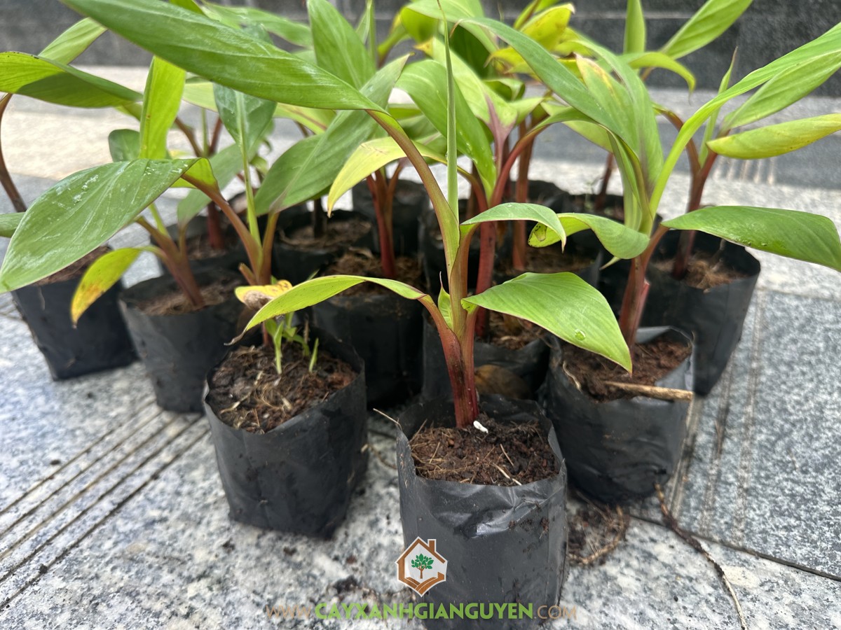 Chuối Đỏ, Chuối Cau Đỏ, Chuối Đỏ Dacca, Red Banana, Chuối Cấy Mô