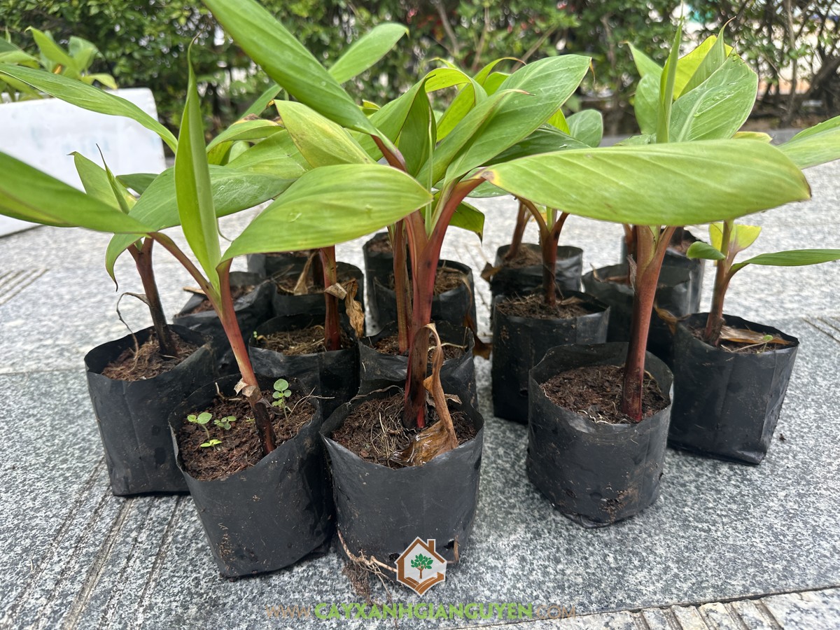 Chuối Đỏ, Chuối Cau Đỏ, Chuối Đỏ Dacca, Red Banana, Chuối Cấy Mô