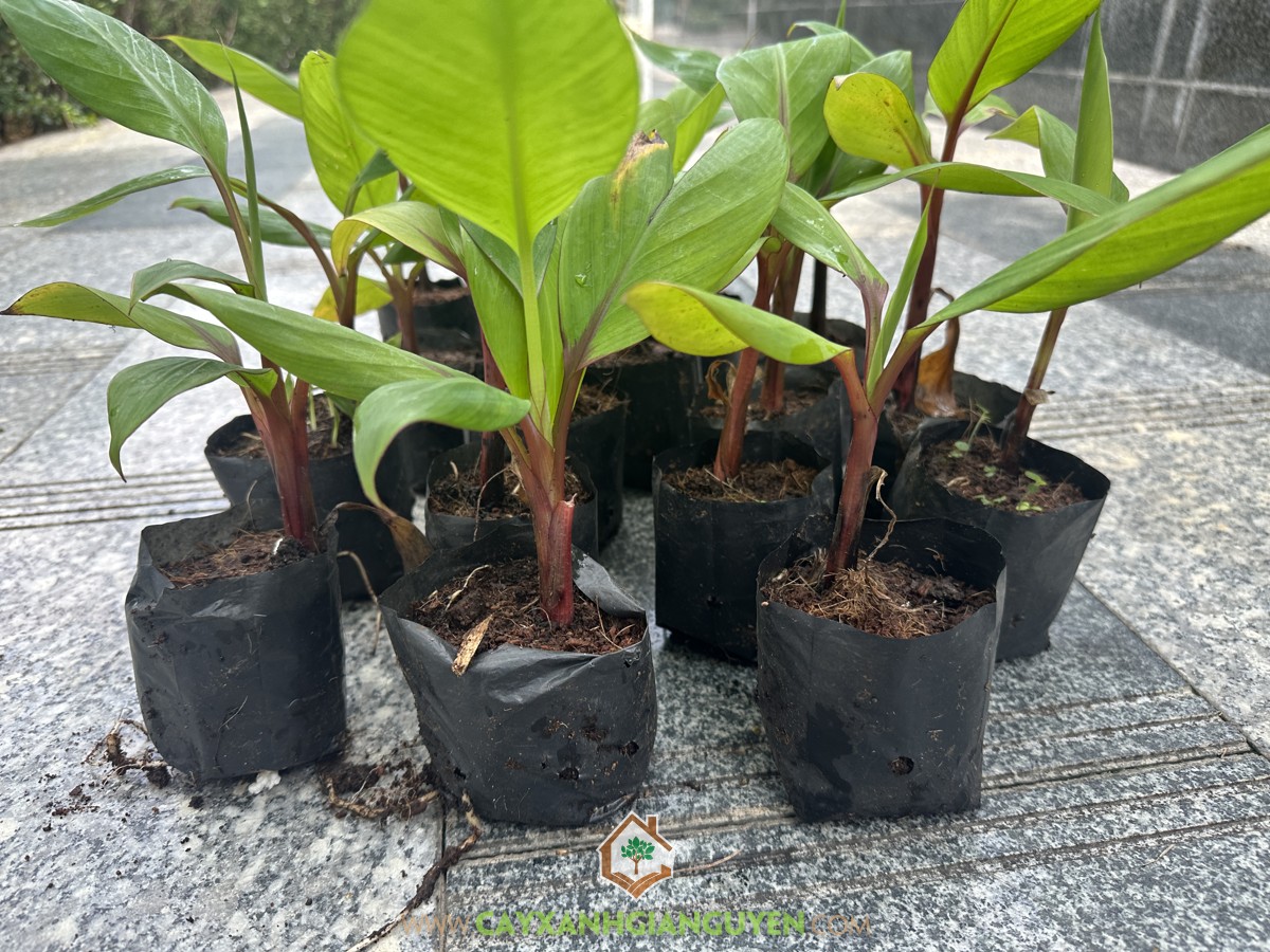 Chuối Đỏ, Chuối Cau Đỏ, Chuối Đỏ Dacca, Red Banana, Chuối Cấy Mô