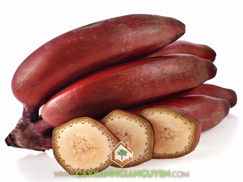 Chuối Đỏ, Chuối Cau Đỏ, Chuối Đỏ Dacca, Red Banana, Chuối Cấy Mô