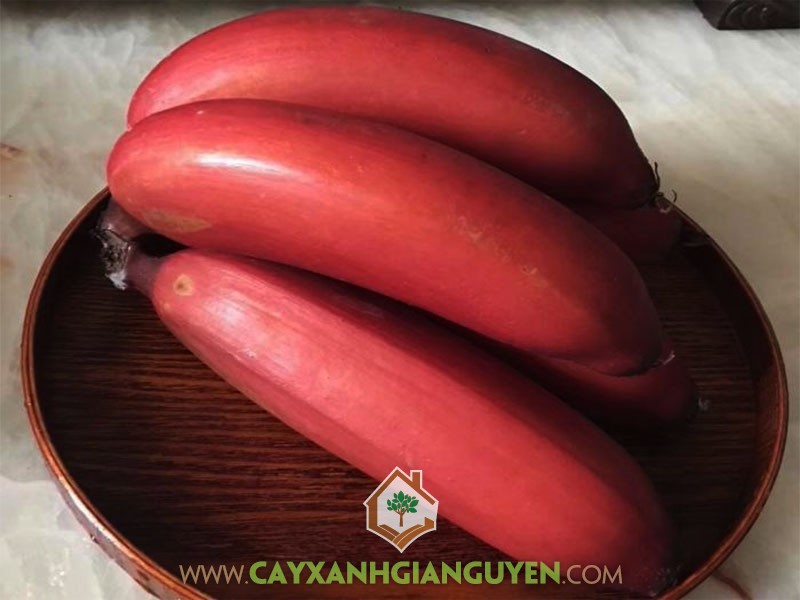 Chuối Đỏ, Chuối Cau Đỏ, Chuối Đỏ Dacca, Red Banana, Chuối Cấy Mô