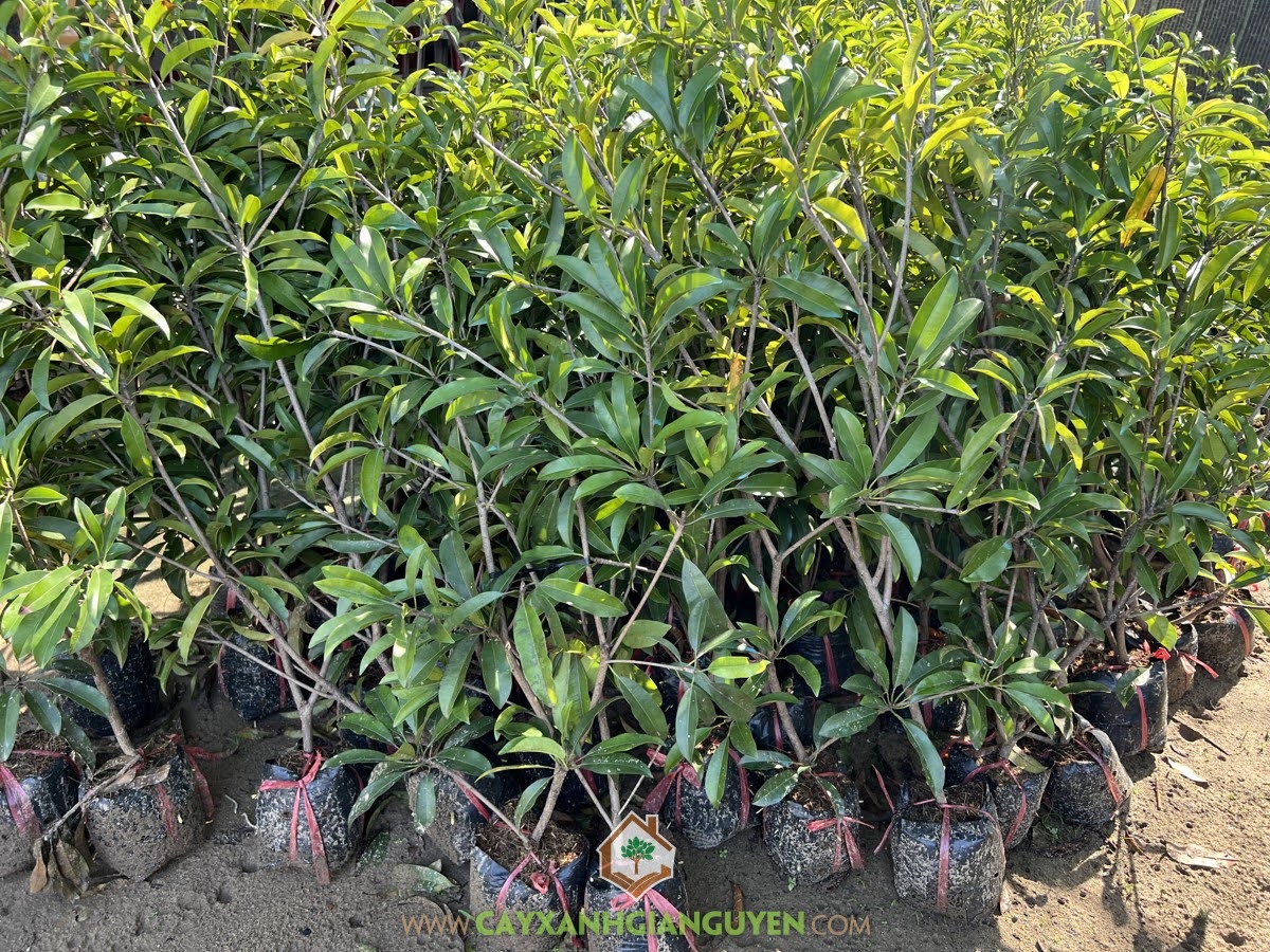 SaPoChe Mehico, Cây SaPoChe Mehico, Cây Sapo Mehico, Sapo Mehico, Hồng Xiêm Mehico