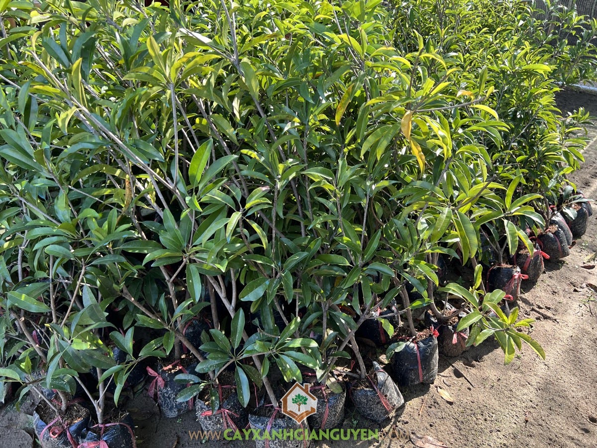 SaPoChe Mehico, Cây SaPoChe Mehico, Cây Sapo Mehico, Sapo Mehico, Hồng Xiêm Mehico