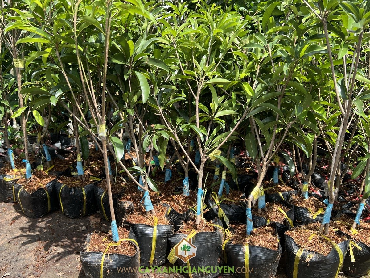 SaPoChe Mehico, Cây SaPoChe Mehico, Cây Sapo Mehico, Sapo Mehico, Hồng Xiêm Mehico