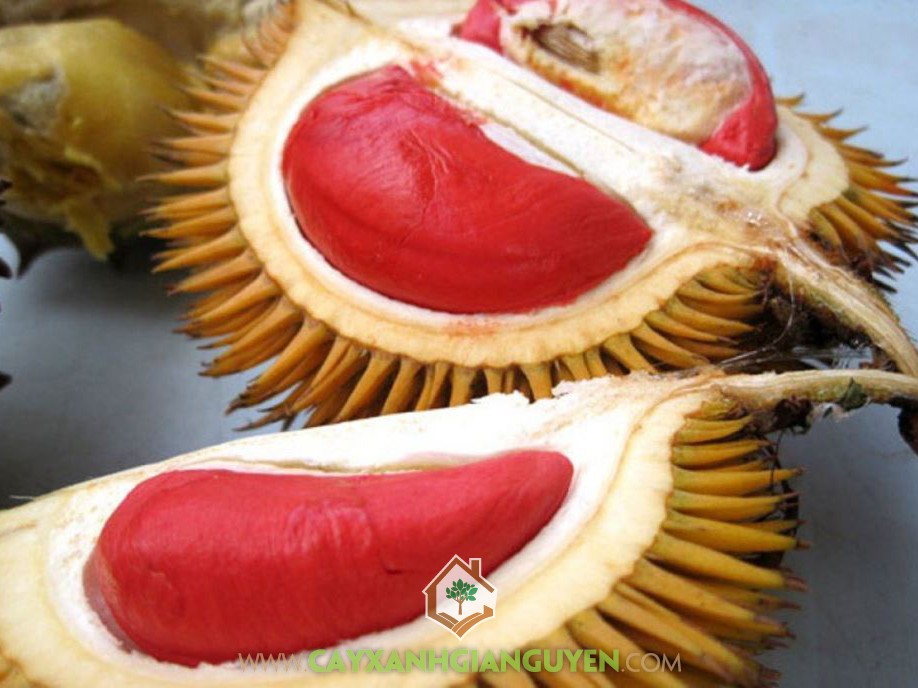 Sầu riêng Ruột Đỏ, Durian Sukang, Tenom Beauty, Durio Gravolens, Sầu Riêng Ruột Đỏ
