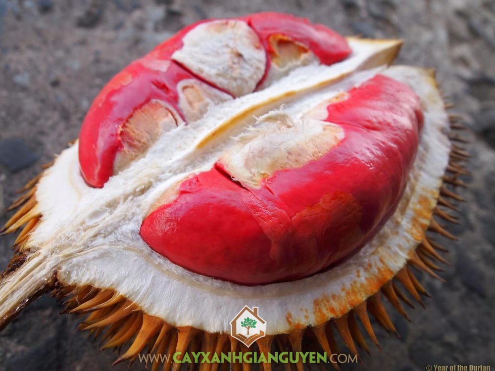 Sầu riêng Ruột Đỏ, Durian Sukang, Tenom Beauty, Durio Gravolens, Sầu Riêng Ruột Đỏ