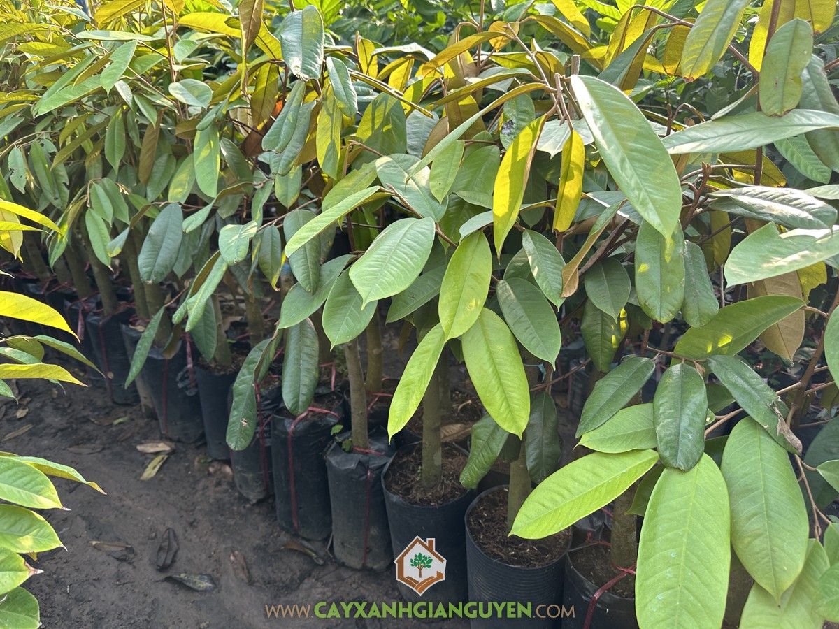 Sầu riêng Ruột Đỏ, Durian Sukang, Tenom Beauty, Durio Gravolens, Sầu Riêng Ruột Đỏ