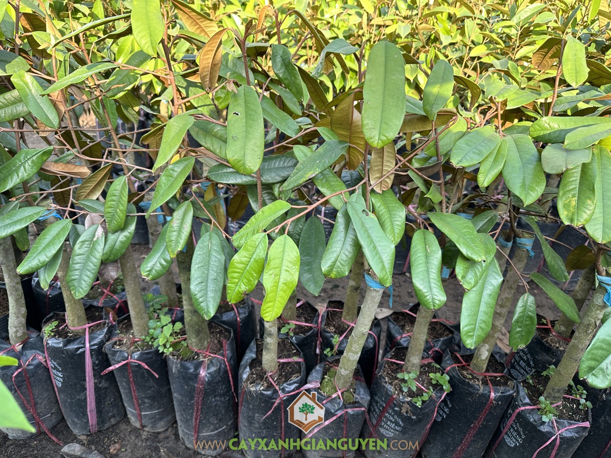 Sầu riêng Ruột Đỏ, Durian Sukang, Tenom Beauty, Durio Gravolens, Sầu Riêng Ruột Đỏ