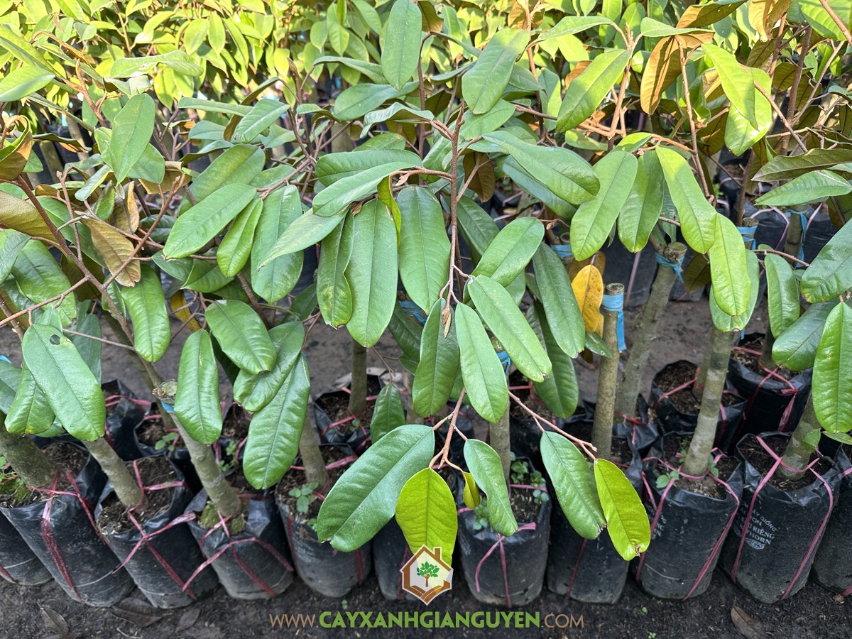 Sầu riêng Ruột Đỏ, Durian Sukang, Tenom Beauty, Durio Gravolens, Sầu Riêng Ruột Đỏ