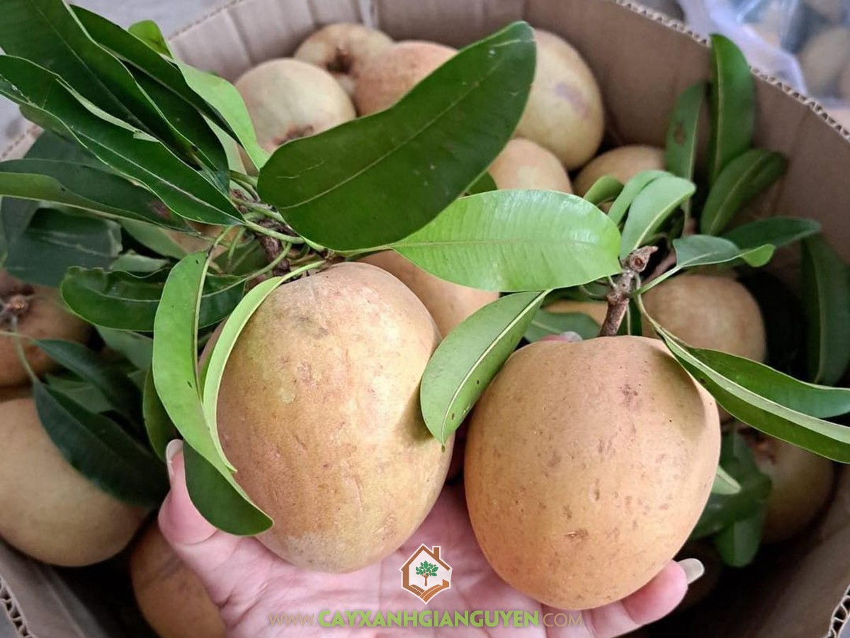 SaPo Cần Thơ, SaPoChe Cần Thơ, Sa Pô Chê Cần Thơ, Hồng Xiêm Cần Thơ, Manilkara zapota