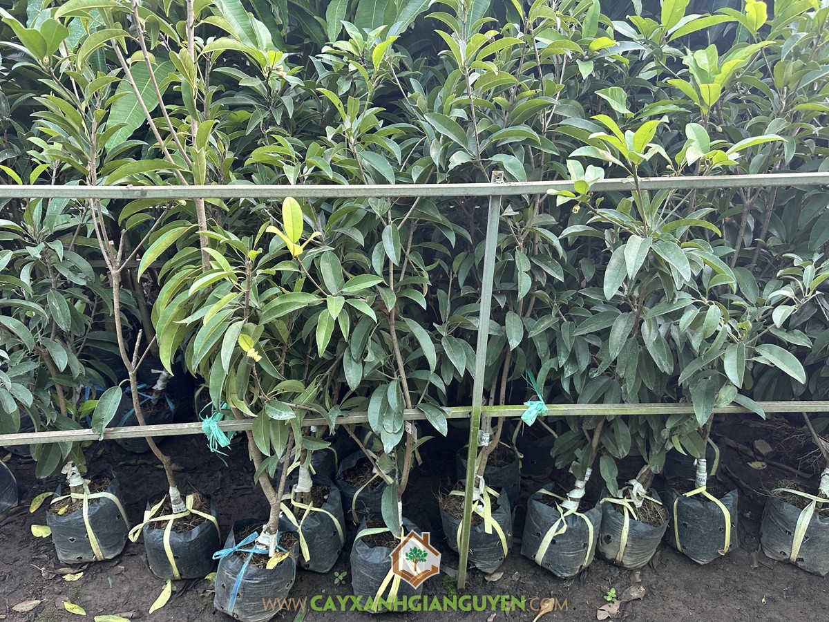 SaPo Cần Thơ, SaPoChe Cần Thơ, Sa Pô Chê Cần Thơ, Hồng Xiêm Cần Thơ, Manilkara zapota