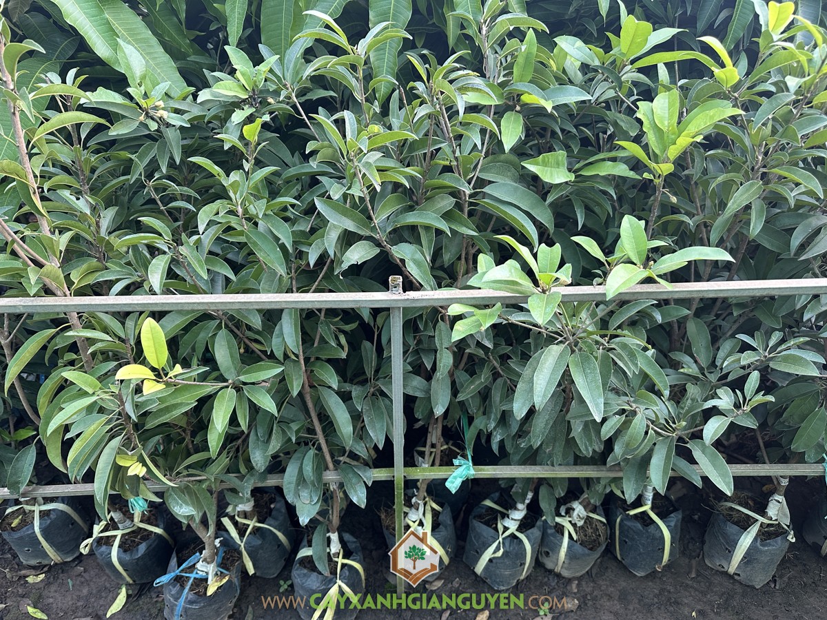 SaPo Cần Thơ, SaPoChe Cần Thơ, Sa Pô Chê Cần Thơ, Hồng Xiêm Cần Thơ, Manilkara zapota