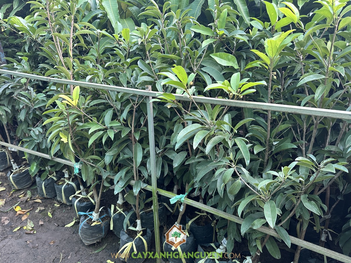 SaPo Cần Thơ, SaPoChe Cần Thơ, Sa Pô Chê Cần Thơ, Hồng Xiêm Cần Thơ, Manilkara zapota