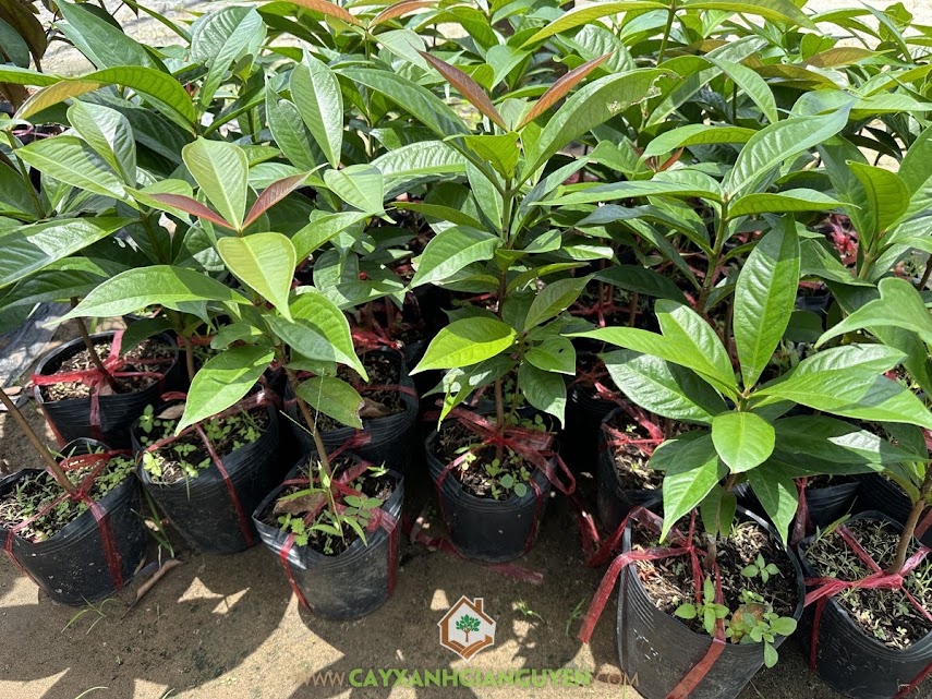 cây mận điều đỏ, giống cây mận điều đỏ, mận điều đỏ, Công ty Cây Xanh Gia Nguyễn, mua cây, chăm sóc cây mận điều đỏ