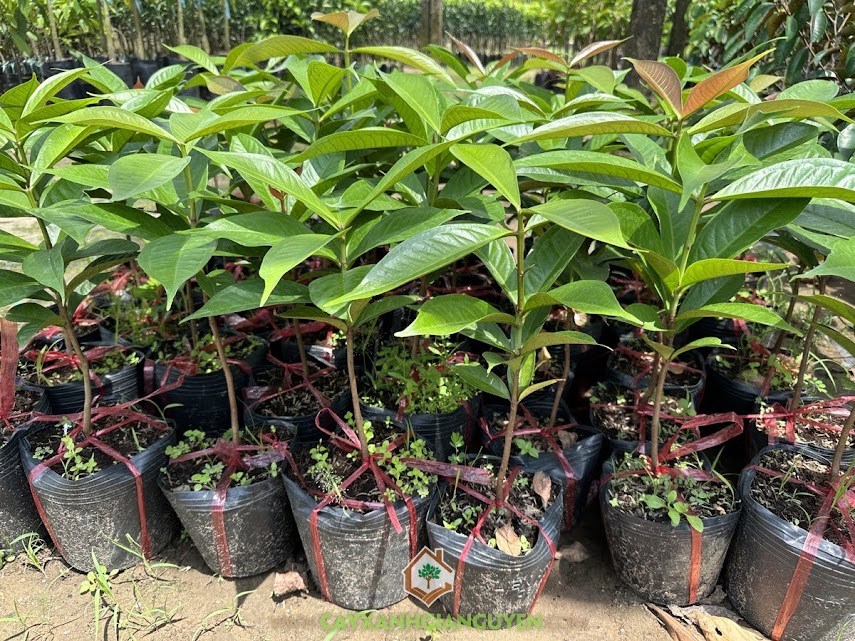 Cây mận điều đỏ, Công ty Cây Xanh Gia Nguyễn, bán giống cây mận điều đỏ, giống cây mận điều đỏ, mận điều đỏ, giống cây mận điều đỏ