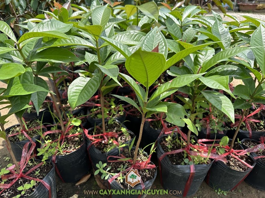 mua cây giống mận điều đỏ, Cây mận điều đỏ, mua cây giống mận điều đỏ, Cây Xanh Gia Nguyễn, mận điều đỏ, cây giống chất lượng, Nhà vườn, hội chợ nông nghiệp, công ty Cây Xanh Gia Nguyễn
