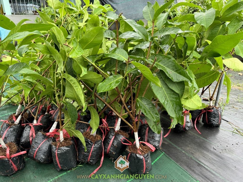 Cây Mận Hồng Sóc Trăng Giống, Cung Cấp Cây Mận Hồng Sóc Trăng Giống, Công Ty Cây Xanh Gia Nguyễn, Cây mận hồng Sóc Trăng, giống cây ăn trái, Công ty Cây Xanh Gia Nguyễn, Cây Xanh Gia Nguyễn, giống cây ăn trái