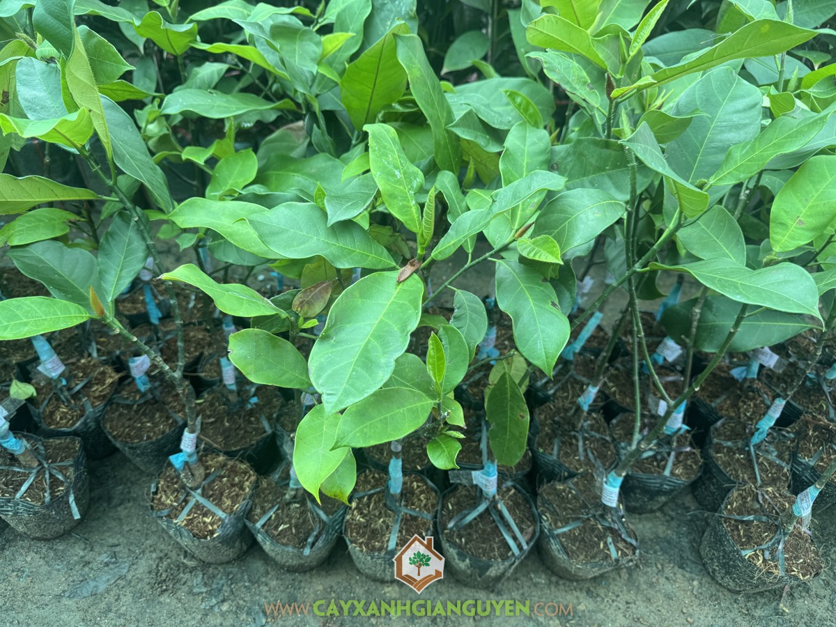 Mít Tố Nữ, Mít Tố Nữ Sầu Riêng, Mít Tố Nữ Vị Sầu Riêng, Mít Tố Nữ Hương Sầu Riêng, Durian Cempedak