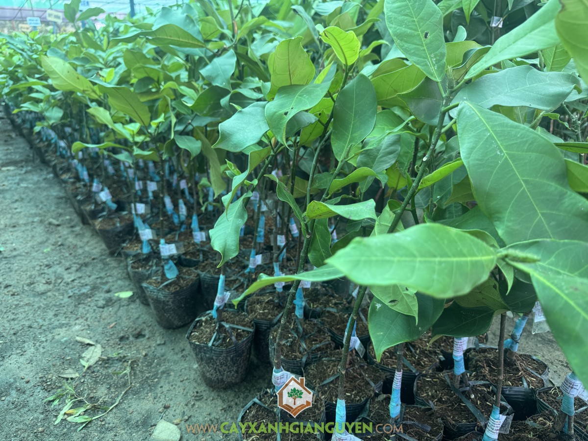 Mít Tố Nữ, Mít Tố Nữ Sầu Riêng, Mít Tố Nữ Vị Sầu Riêng, Mít Tố Nữ Hương Sầu Riêng, Durian Cempedak