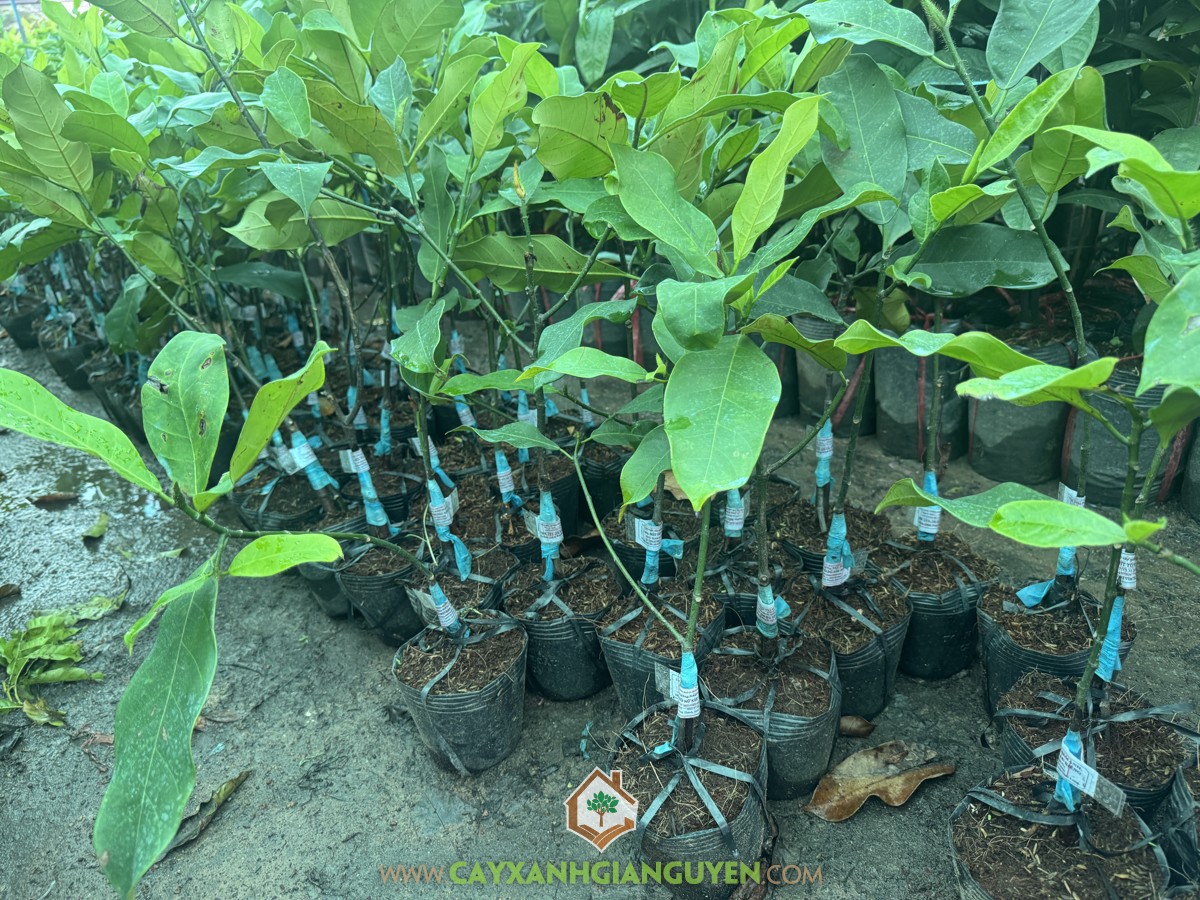 Mít Tố Nữ, Mít Tố Nữ Sầu Riêng, Mít Tố Nữ Vị Sầu Riêng, Mít Tố Nữ Hương Sầu Riêng, Durian Cempedak