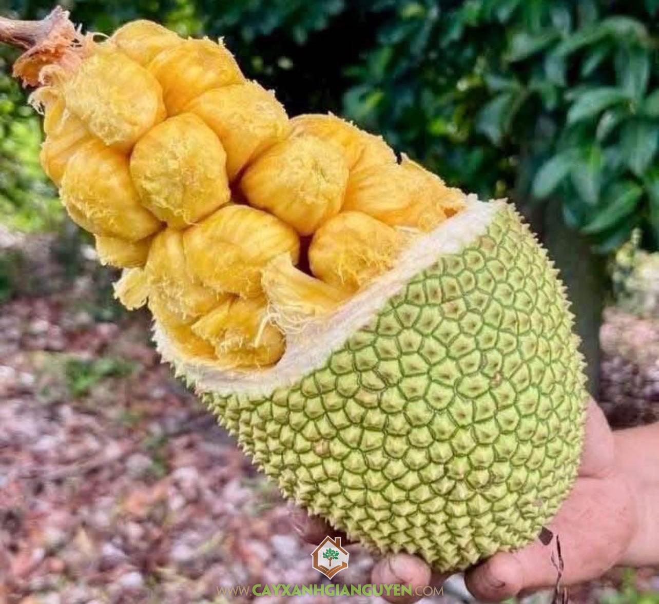 Mít Tố Nữ, Mít Tố Nữ Sầu Riêng, Mít Tố Nữ Vị Sầu Riêng, Mít Tố Nữ Hương Sầu Riêng, Durian Cempedak