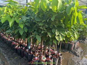 Kỹ thuật trồng chôm chôm Tiến Cường, cách chăm sóc chôm chôm Tiến Cường, khoảng cách trồng chôm chôm