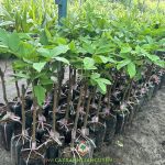 Vì Sao Chủ Vườn Ưa Trồng Cây Giống Chôm Chôm Tiến Cường?