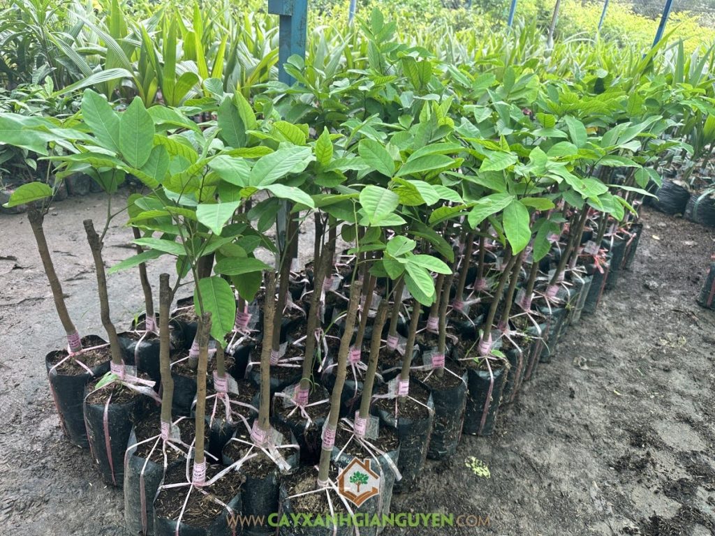 Chôm chôm Tiến Cường, cây giống chôm chôm Tiến Cường, đặc điểm chôm chôm Tiến Cường, mua giống chôm chôm tróc hạt