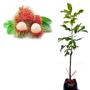 Chôm chôm Tiến Cường, cây giống chôm chôm Tiến Cường, đặc điểm chôm chôm Tiến Cường, mua giống chôm chôm tróc hạt