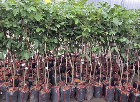 Phòng bệnh chôm chôm Tiến Cường, bệnh phấn trắng chôm chôm, sâu đục trái chôm chôm, chăm sóc chôm chôm tiến cường mùa mưa