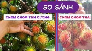 Phân biệt chôm chôm Tiến Cường, cây giống chôm chôm tiến cường, mua chôm chôm tiến cường ở đâu chuẩn