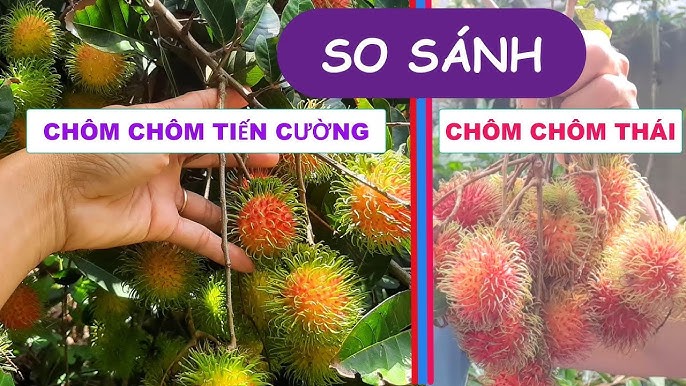 Phân biệt chôm chôm Tiến Cường, cây giống chôm chôm tiến cường, mua chôm chôm tiến cường ở đâu chuẩn