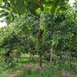 Cách Chăm Sóc Cây Chôm Chôm Tiến Cường: Từ Khi Xuống Giống Đến Thu Hoạch Năng Suất Cao