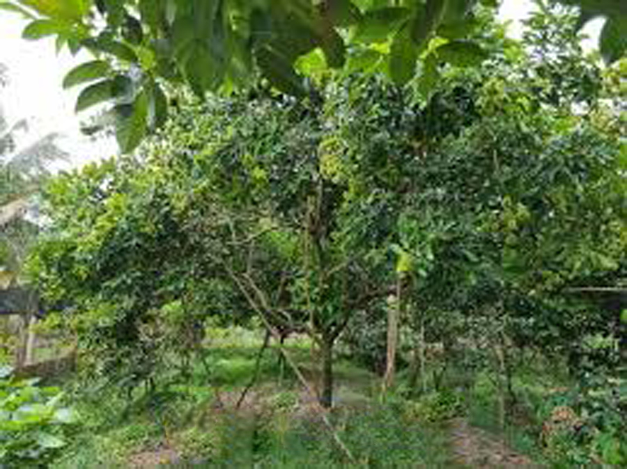 Chôm chôm Tiến Cường, cây giống chôm chôm Tiến Cường, đặc điểm chôm chôm Tiến Cường, mua giống chôm chôm tróc hạt